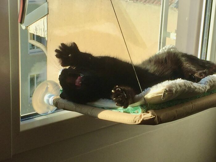 Coco Does A Little Stretch From Her Sun Bed, Showing Off Her Tiny Daggers