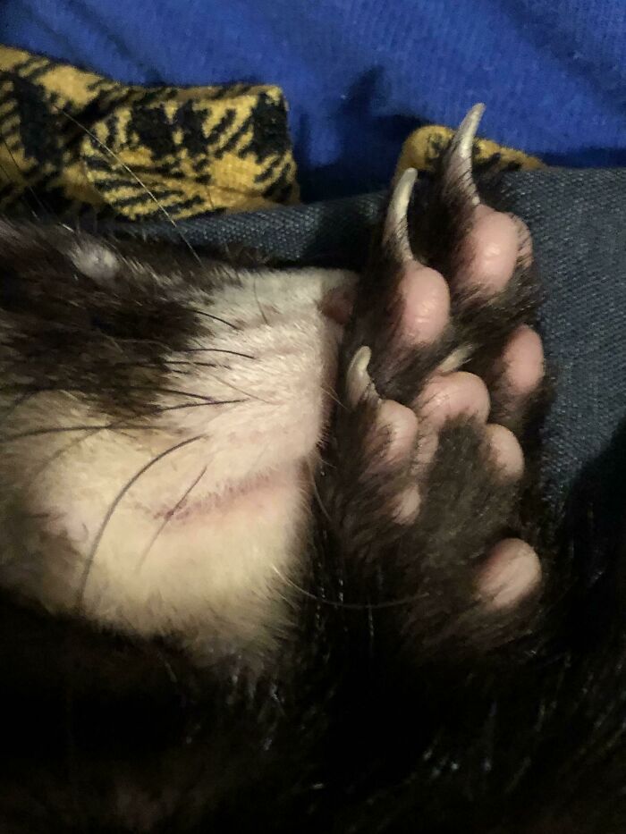Are Ferrets Accepted Here