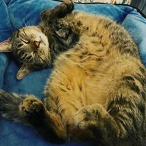 cellardoor367 avatar