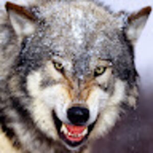 nicoprayoga_1 avatar