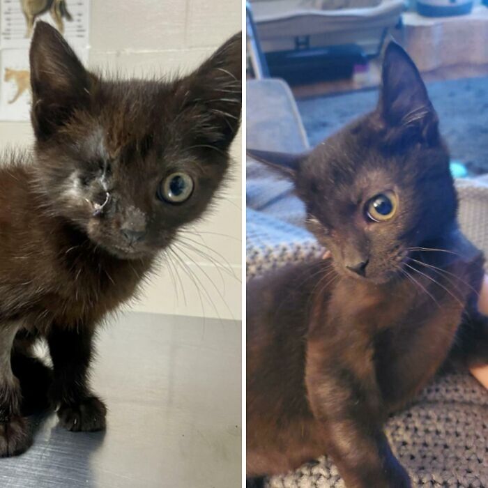 From Stray To Foster Fail... Wednesday Is Looking Much Better Since Her Intake Photo