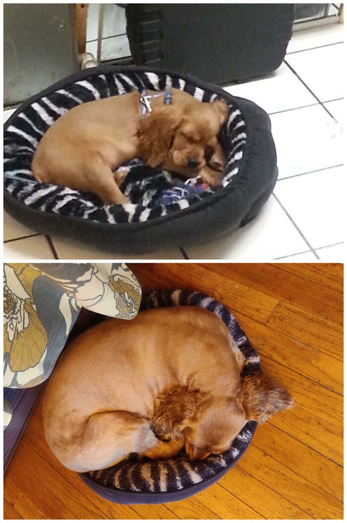 My Doggy, First Night With Us As A Puppy, And 7yrs Later - Same Bed