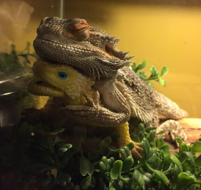 We Gave Our Bearded Dragon A Toy Lizard, Now He's Attached And Won't Leave Its Side Ever. This Is How He Sleeps Every Day