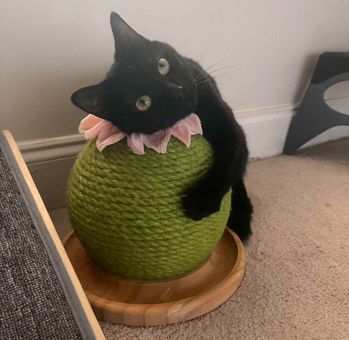 Morticia Wants To Show You Her Little Cactus To Brighten Your Day