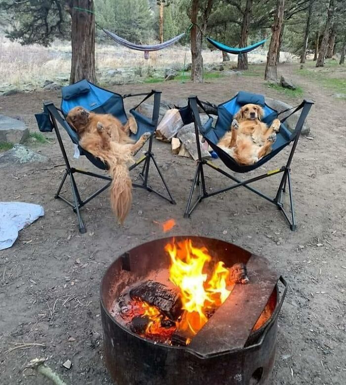 Camping With Golden Retrievers