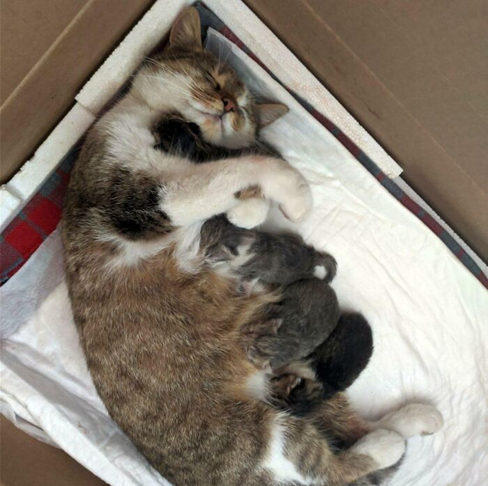 Hoy nuestra gata ha dado a luz a 4 gatitos, y su dichosa cara de agotamiento mientras abraza a su bebé es una de las cosas más bonitas que he visto