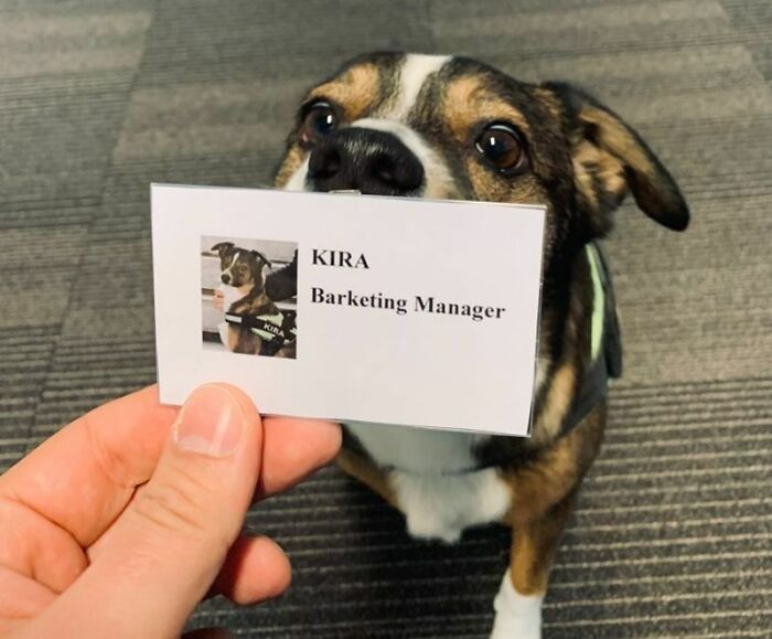 Doggo Got Accepted Into The New Office