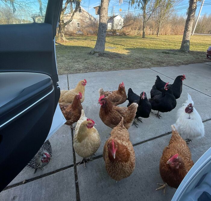 My Chickens Greeting Me When I Come Home From Work