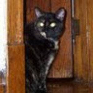 petercharnley avatar