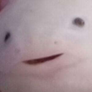 theholyaxolotl avatar