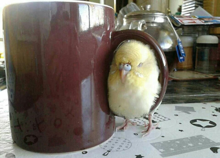 The Real Purpose If Coffee Cup Handles: Birb Warmer
