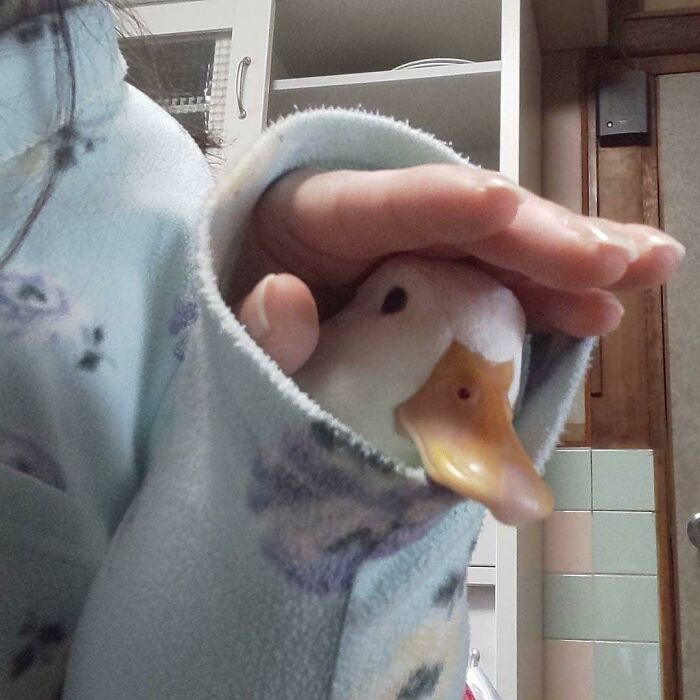 "Hello Friend, Quack!"