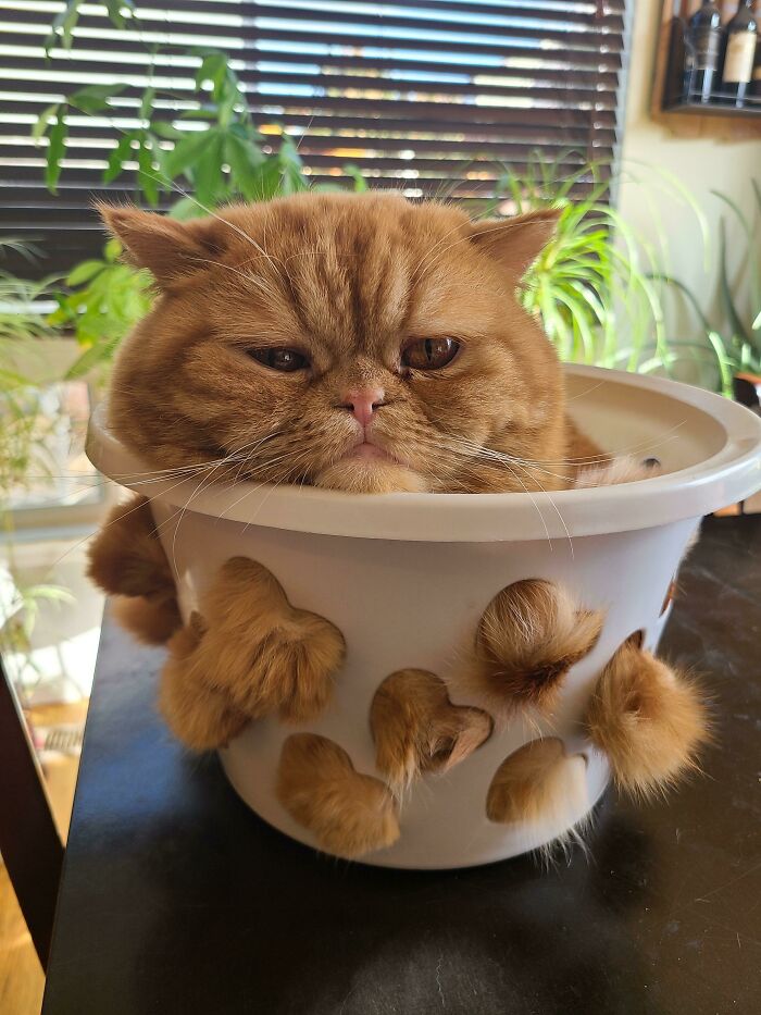 Insane Chef Forces Cat Through Colander Before Cooking Him