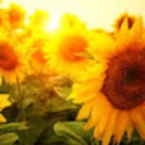 eleanorsmiley avatar