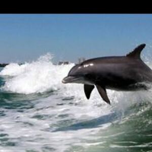 scottdegroffllc avatar