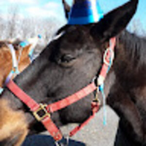 ruffianliveson avatar