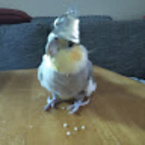 caitlyngardner avatar