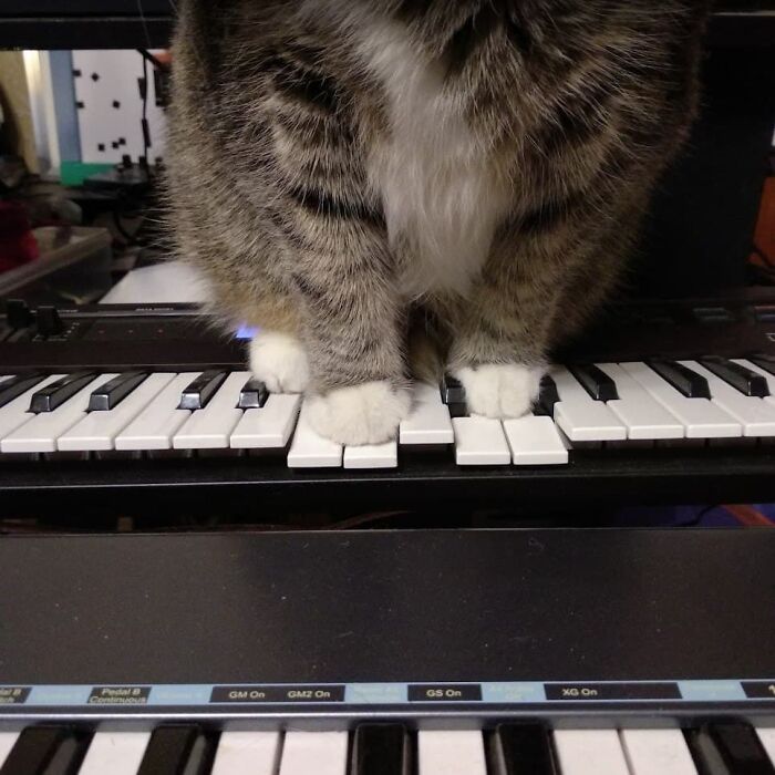 Kankles On The Synth