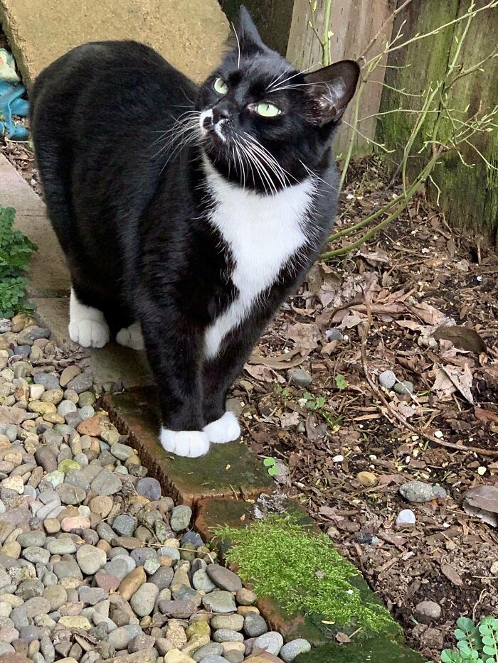 Lucy explorando el jardín