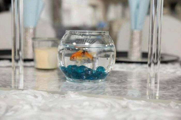 Bride Used Fish As Decor And Centerpieces