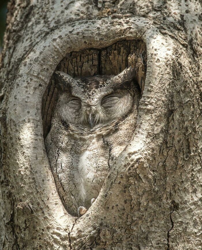 Owl Found Its Perfect Resting Place