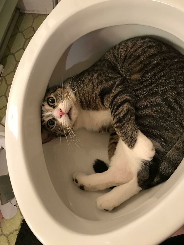 Dad Started Putting In New Toilet. Walked Away For A Few Minutes And Came Back To This