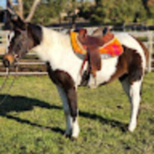 maddisonsmith avatar