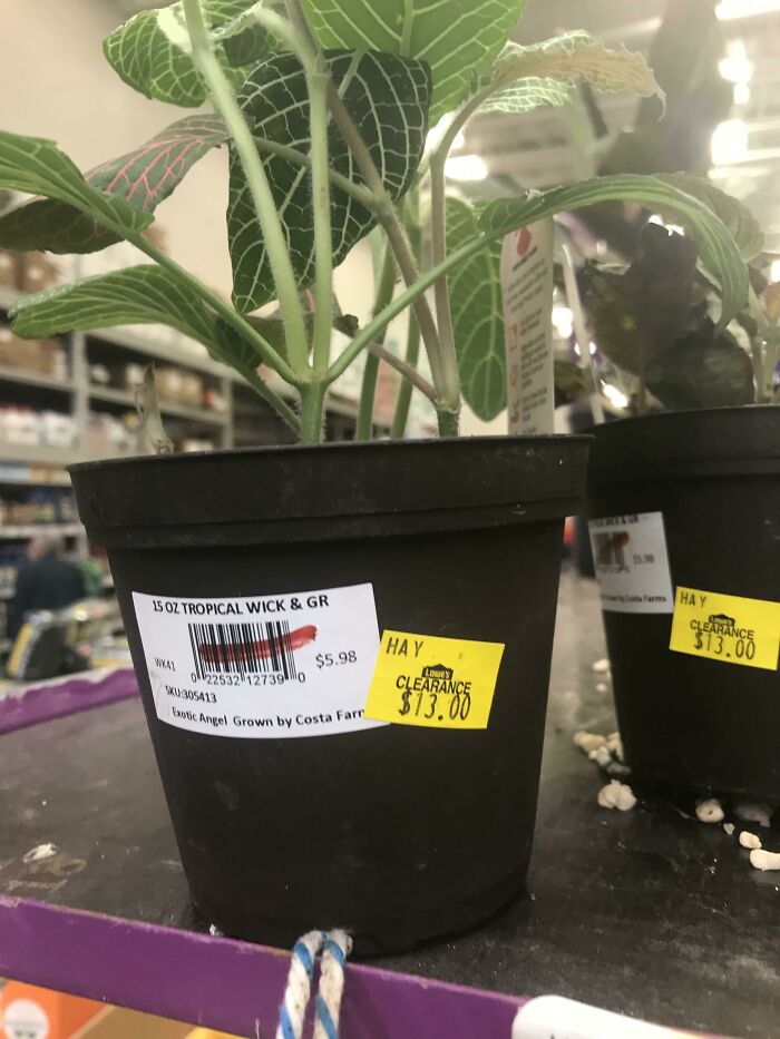 There Was An Attempt To Clearance Plants