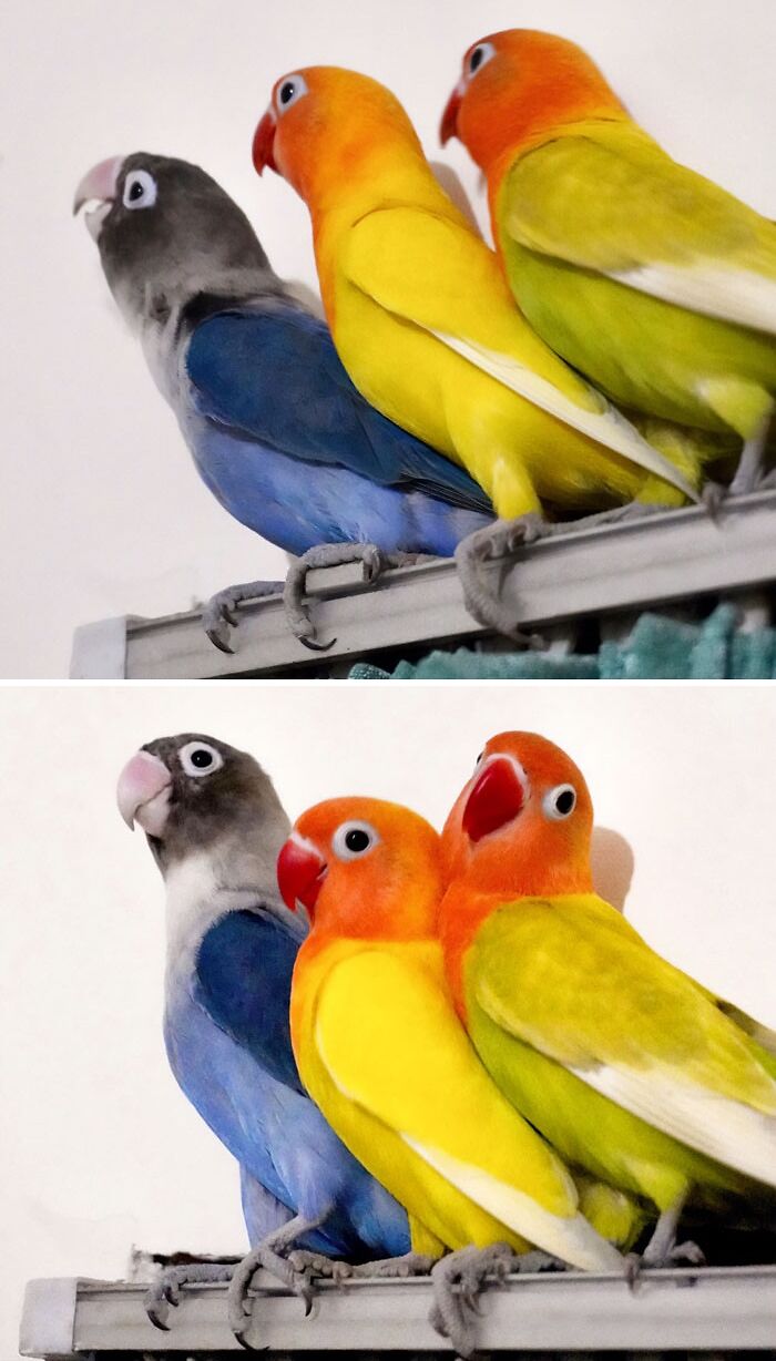 three parrots in different colors