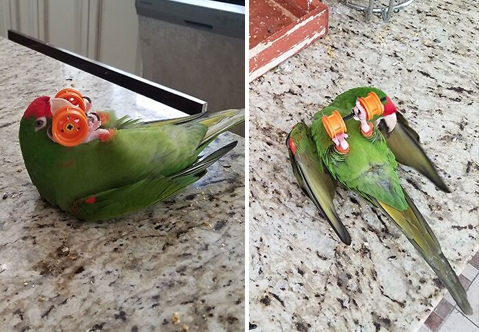 parrot lying on the floor with a weight in his feet