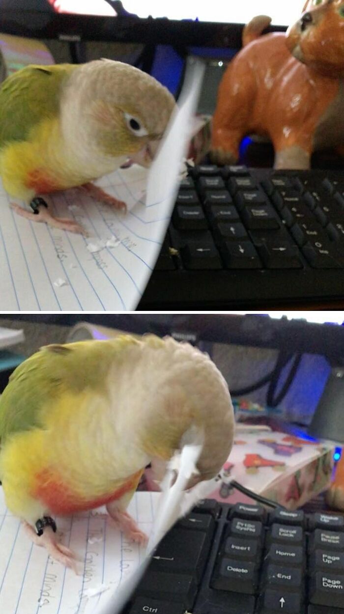 Sorry, My Bird Ate My Homework
