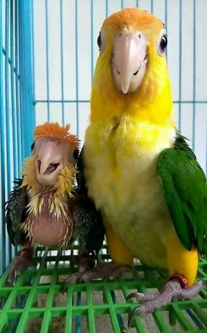 mother parrot together with her chick in a cage