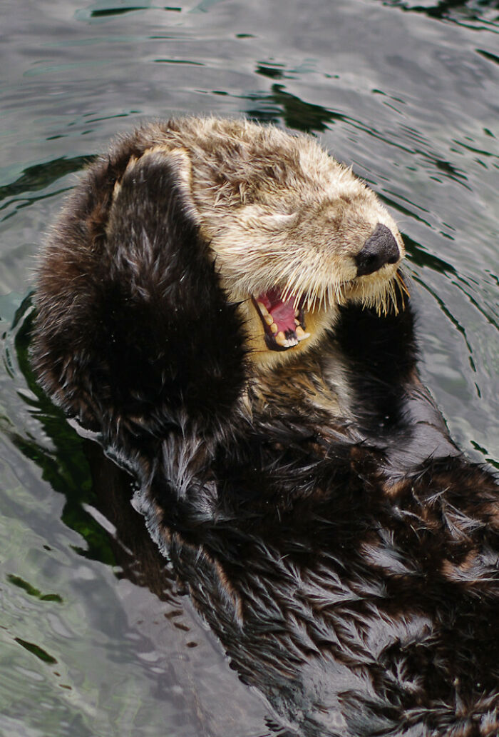 I Took This Picture Of A Yawning Otter. Hopefully Otters Aren't Too Played Out Around Here