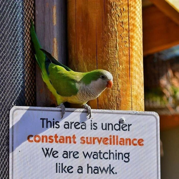 Way To Be Discreet, Surveillance Drone