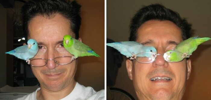 two parrots cleaning the glasses on the man