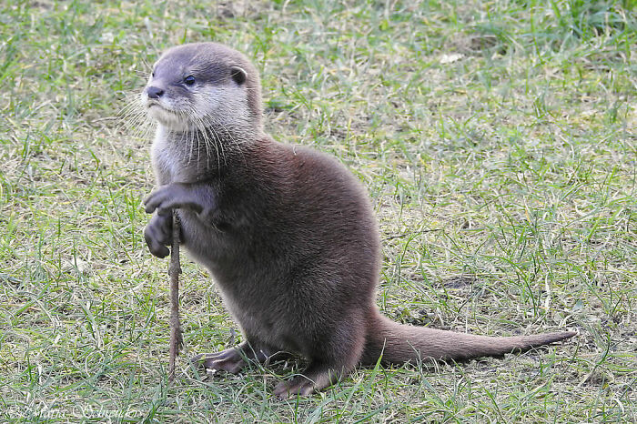 Asian Small Clawed Otter Holding A Stick