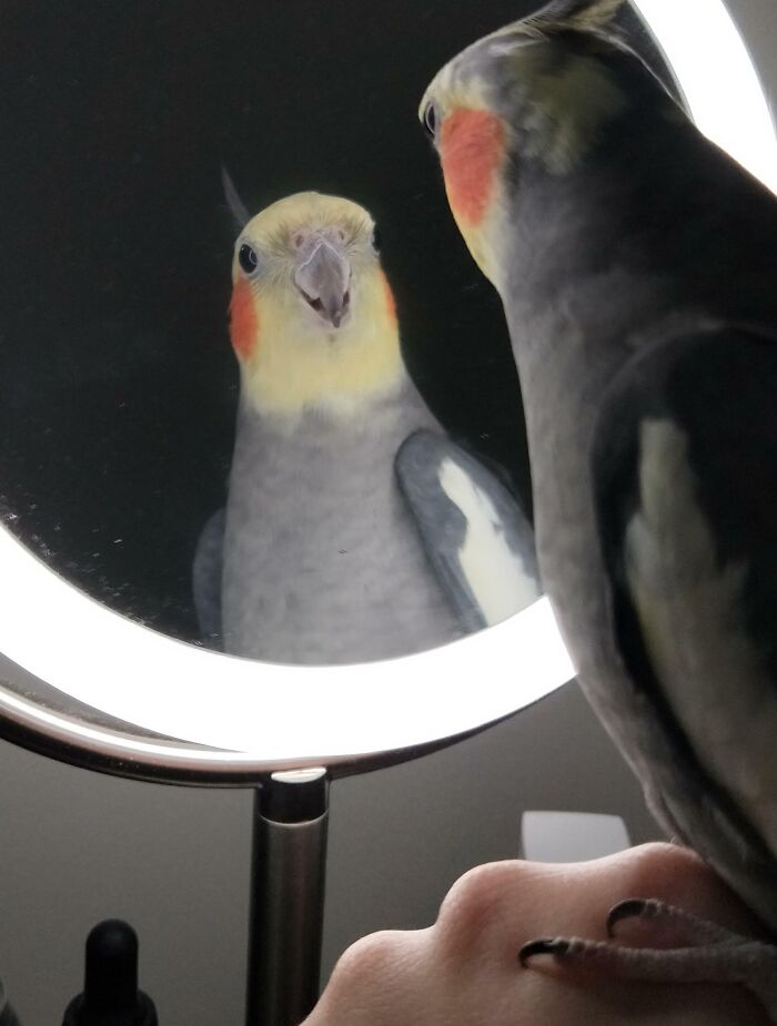 a parrot looking in the mirror