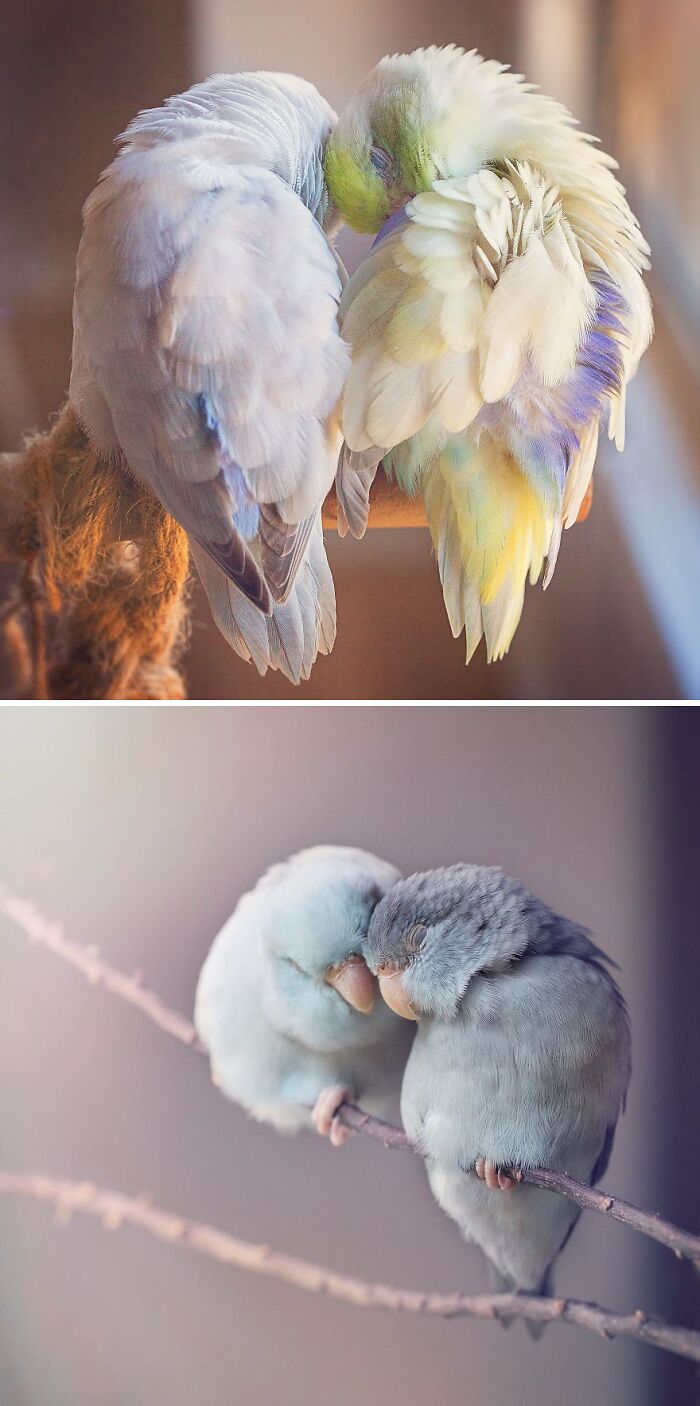 two parrots sitting together touching their head each other