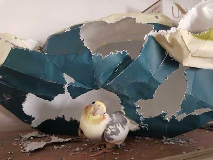 parrot on the background of a gnawed paper construction