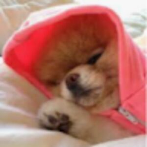 isabellaberrios avatar