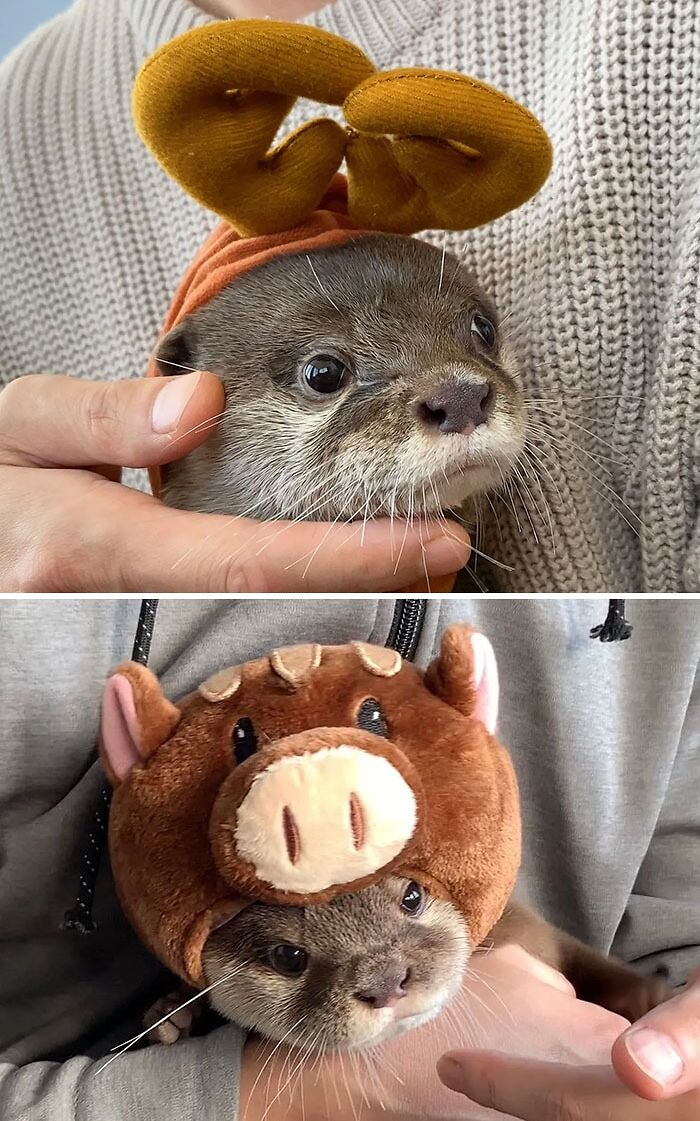 Otter With A Hat