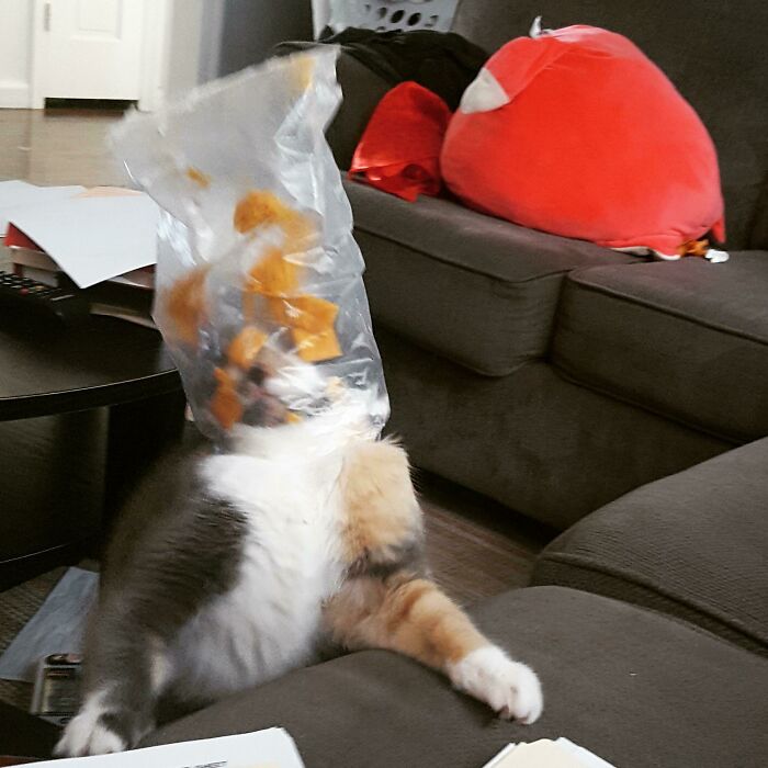 This Dummy Got Her Head Stuck In A Bag Of Cheese-Its