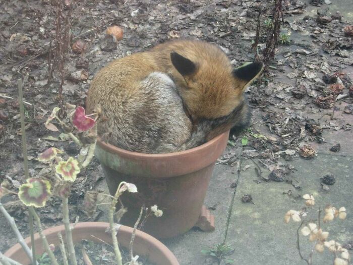 Fox Taking A Nap In A Flowerpot