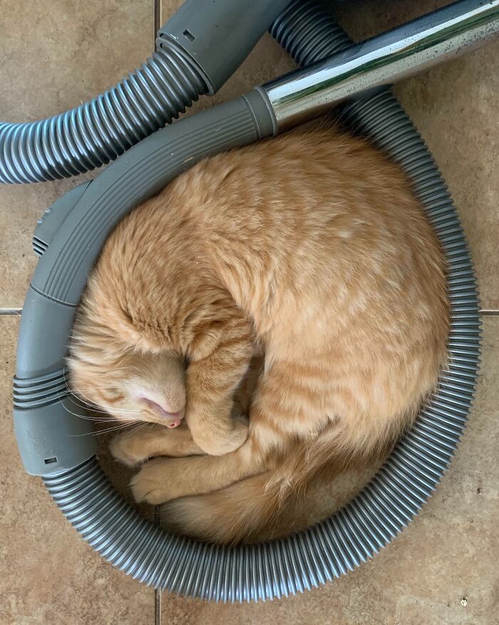 My Cat Curled Up In My Vacuum Hose