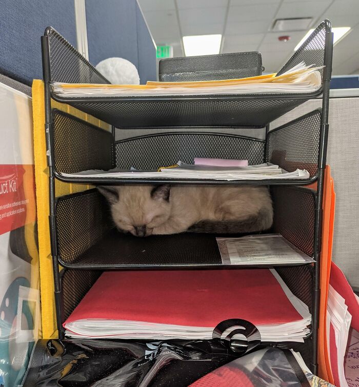 It Is "Bring Your Cat To Work" Day And Our Coworker's Cat Fell Asleep In The File Tray