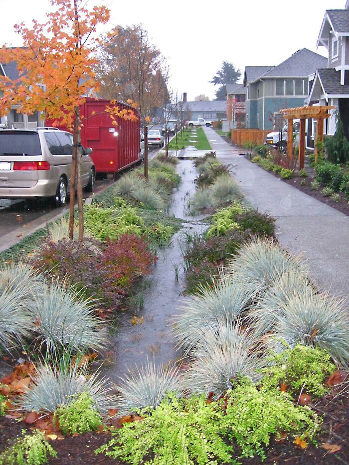Bioswale, Seattle Washington. (Un canal para concentrar, limpiar y trasladar las aguas pluviales)