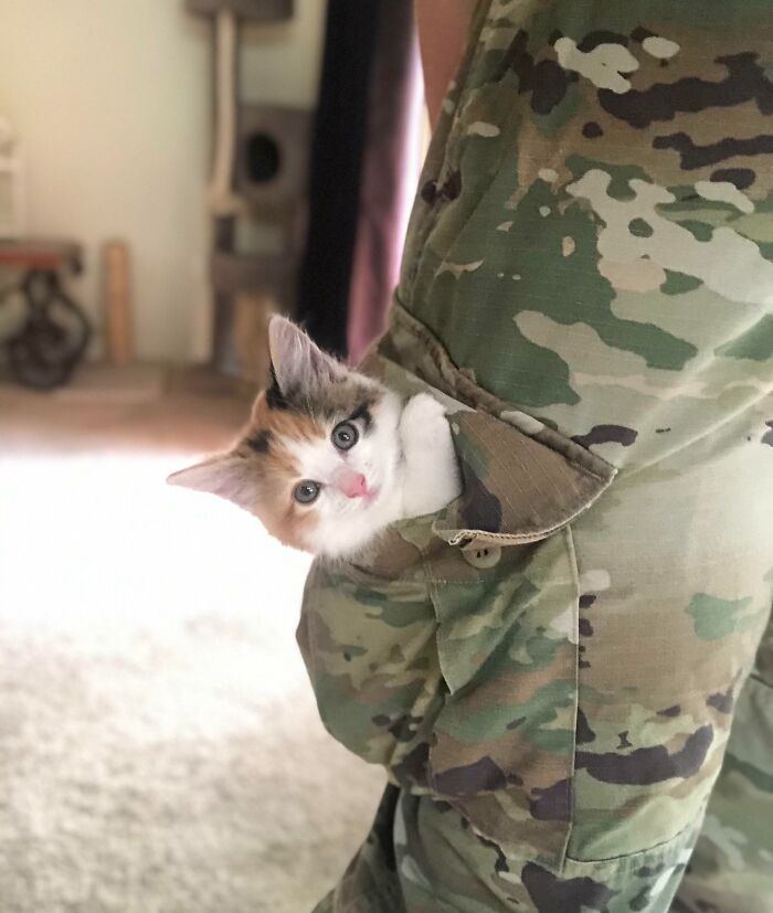 Shoulder Cats Are Cool And All But What About Pocket Cats?