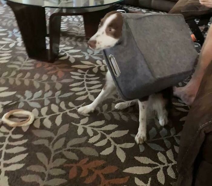 My Dog Likes To Chew Her Toy Bin. Today She Stuck Her Head Through A Hole She Chewed