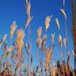 rebeccalazure avatar