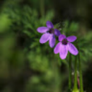 beckyfleming_1 avatar